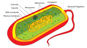 [Image: 800px-prokaryote_cell_diagram-svg.png?w=300&h=165]