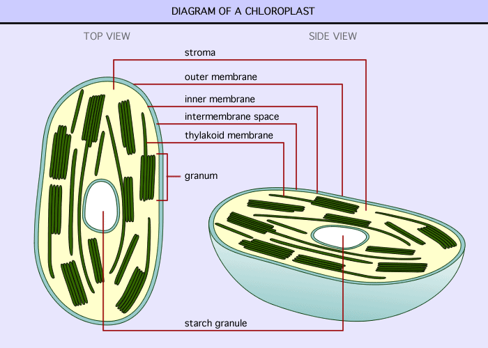 simple animal cell with labels. simple animal cell with