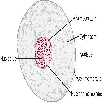 Animal Cell Facts. hairstyles animal cell cycle Its animal cell through microscope. diagram: an