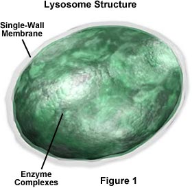[Image: lysosome.jpg?w=600]