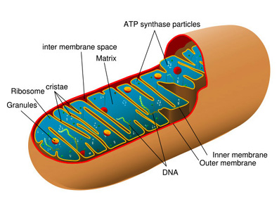 [Image: mitochondria.jpg?w=600]
