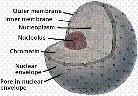 nucleus labelled