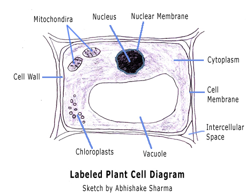 simple animal cell with labels. diagram: a plant cell as seen