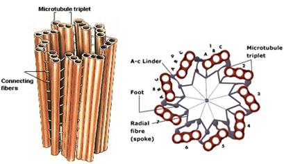 [Image: structure-of-centriole.jpeg?w=600]